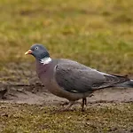 Puchata - Mazury
