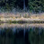 Puchata - Mazury Nyaraló Pozezdrze