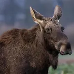 Puchata - Mazury *
