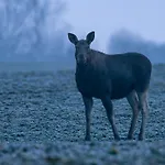 Puchata - Mazury