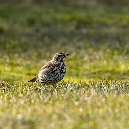 Puchata - Mazury Casa vacanze