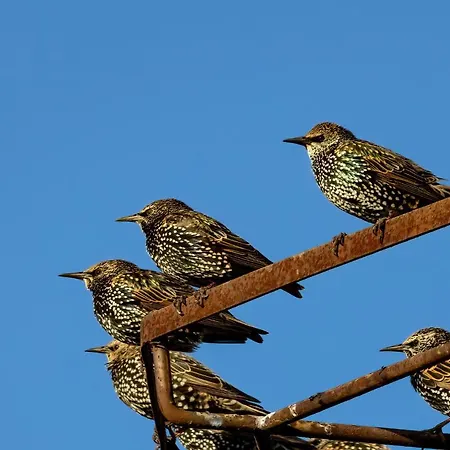 Puchata - Mazury Casa vacanze Pozezdrze