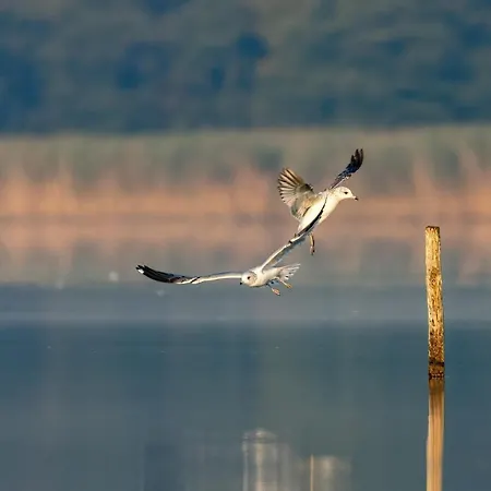 Puchata - Mazury Pozezdrze