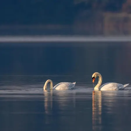 Puchata - Mazury Pozezdrze