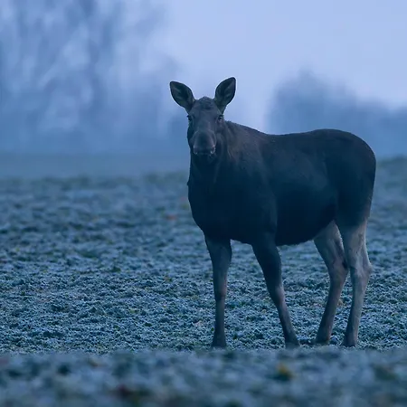 Puchata - Mazury