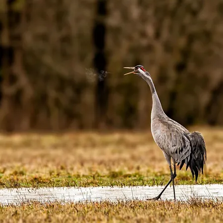 Puchata - Mazury Casa vacanze *